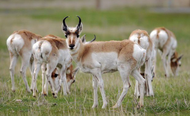 Antelope